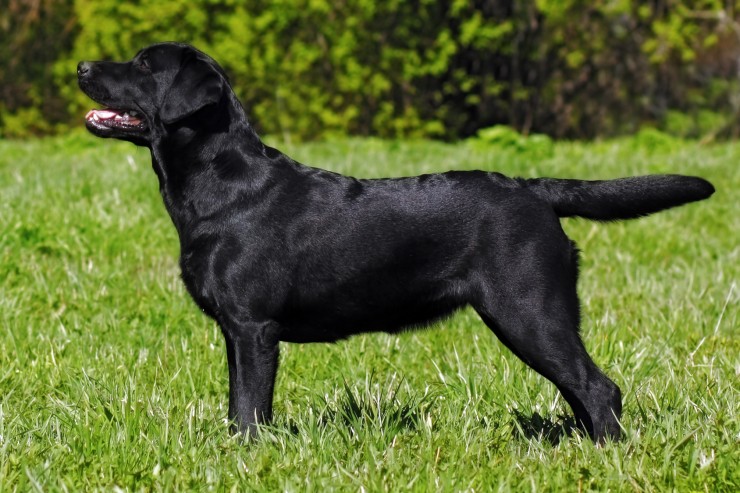 Labrador Retriever Dog Breed Information