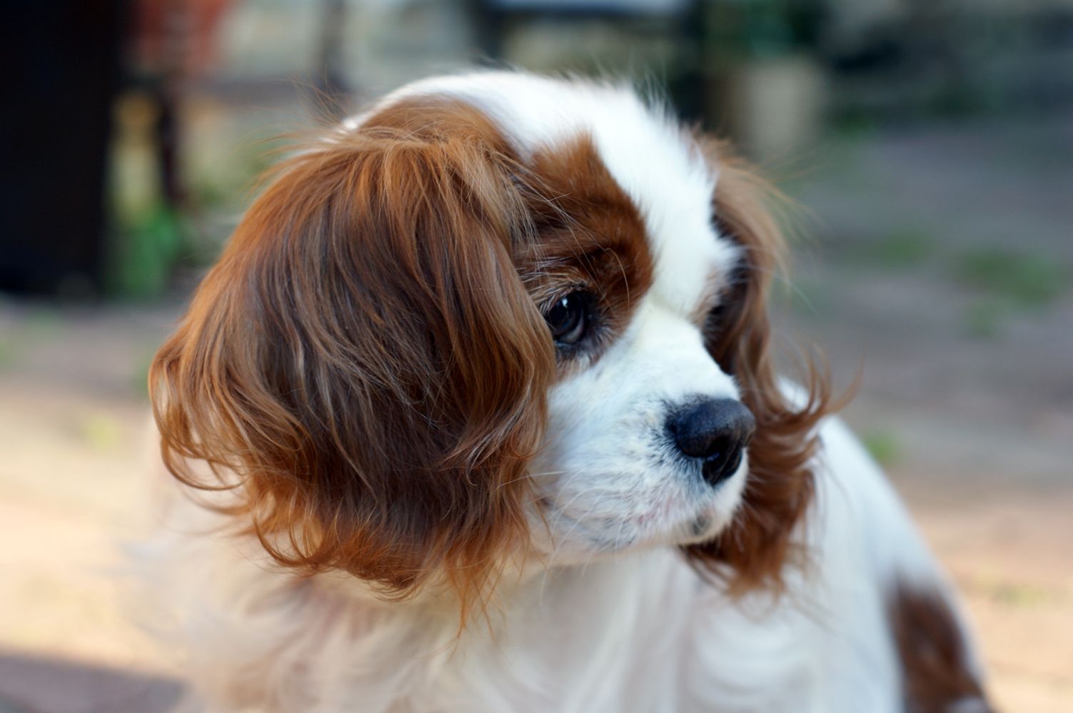 Cavalier King Charles Spaniel Information - Dog Breeds at dogthelove