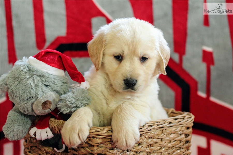 golden retriever vaccination cost golden retriever meet adorable akc golden retriever puppy quot jayne quot a for sale golden retriever vaccination cost golden retriever meet adorable akc golden retriever puppy quot jayne quot a for sale