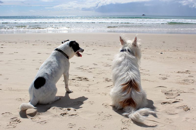 Dog Beach Outing Tips