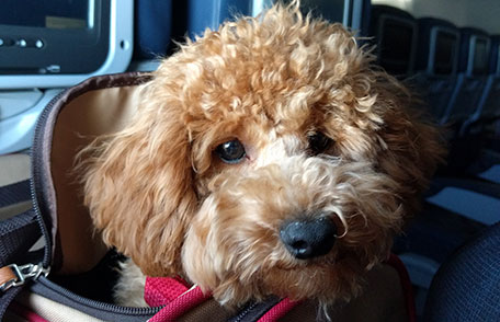 How to prepare for international pet Travel