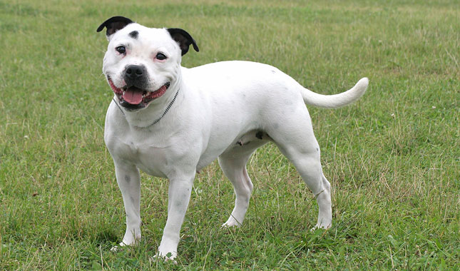 Staffordshire Bull Terrier Dog Breed Characteristic Daily And