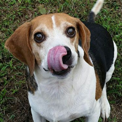 Adopt a dog:Parker/Beagle/Male/6 years,Parker is a lover. He loves for his person to squat down so he can give love...he can hug and loves to do it. He has a cute little "begging" thing he does that will just melt your heart. Parker loves tennis balls! Want to win his heart...bring a tennis ball and come meet him!Parker is quiet and well behaved. He would prefer to be the only furry in the home, as he doesn't like to share his toys. You'll just love cuddling with his guy.Parker is vaccinated, wormed, microchipped, and heartworm negative. He is crate trained - and is most likely housetrained.Come meet this lovely boy and see if he is the one for you!
