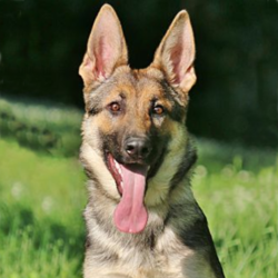 Sedona/German Shepherd Dog/Female/Adult