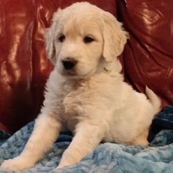 Magnus/Goldendoodle/Male/Adult,Magnus is a loyal Goldendoodle puppy who’s ready to take on the world. He sports a faithful personality and carries a beautiful white coat. We’ve poured ourselves into raising this little gem and promise you a puppy coming from parents of charismatic and charming personalities. In addition, Magnus has been family raised, pre-spoiled, and handled daily. Hurry! Magnus can’t wait to meet his new family!