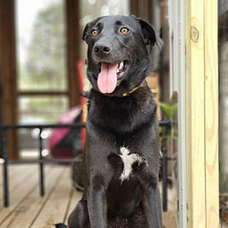 Brena/Wirehaired Fox Terrier / Anatolian Shepherd Mix/Female/Young