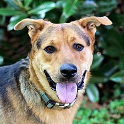 Adopt a dog:Mr. Bruno Mars/German Shepherd Dog / Rottweiler Mix/Male/Adult,Introducing Mr. Bruno Mars! This handsome boy will serenade you every time there are sirens. He loves to sing and will let you know if there is something going on. He is very food motivated and loves treats - especially hot dog treats. He will sit up and beg for those. Mr. Bruno Mars may be large but he thinks he is a lap dog and has no idea of his size or strength. For that reason, no kids under 8, please. He is an alpha dog and would do best in a home with no other dogs or dogs that will not challenge him. His preference would to be able to have some space to run and play - he loves to fetch. But he needs a 6-foot fence or an electric or underground fence. He will go exploring on his own if left in a 4-foot fence. Are you ready to sing and play with Bruno Mars and make him part of your family?