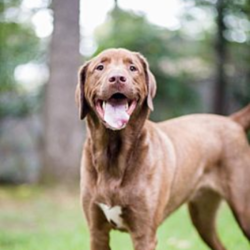 Adopt a dog:Sampson/Chesapeake Bay Retriever Mix/Male/Adult,