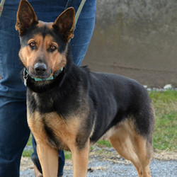 Adopt a dog:Chase/German Shepherd Dog/Male/2 years,Chase is a 2-year-old neutered male German Shepherd Dog - the big strong guy at 80lbs. He is basically well mannered but can be strong so he needs an experienced handler who has plans for further obedience training. Chase is a young dog who requires daily off-leash exercise and playtime. He is good with other friendly dogs with proper introduction, and loves playing chase and wrestle with his buddy who is a female Shepherd. Chase does have some resource guarding behaviors and will possess/tear up blankets and toys and protect them and his food bowl. He will need to be created when not supervised and will not be suitable for a home with children because of this behavior.