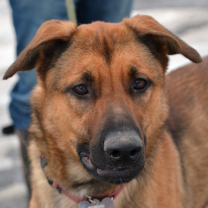 Sabrina/German Shepherd Dog Mix/Female/1 year Adopt a dog:Sabrina/German Shepherd Dog Mix/Female/1 year,Sabrina is a big beautiful spayed female, German Shepherd mix 1-year-old, 70 lbs. She is big and strong and does pull on the leash, she needs some obedience training and someone able to handle large strong active dogs. Sabrina is great with other dogs with proper introduction. She is very sweet and friendly and will be wonderful with children who are 10 years or older (she is big and young and may knock small children down. Wonderful family companion).