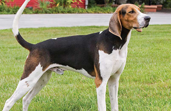 treeing coonhound coonhounds companionship energetic