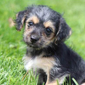 Romeo/Morkie/Male/21 Weeks