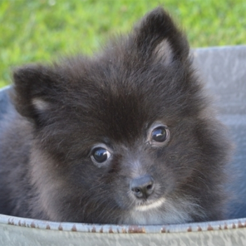 Ted/Pomeranian/Male/12 Weeks