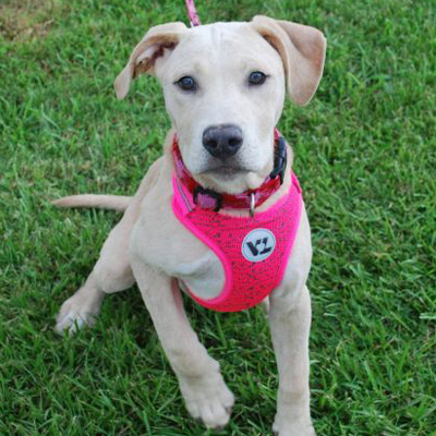 Lucy/Labrador Retriever Mix/Female/Puppy