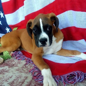 Zefron/Boxer/Male/16 Weeks