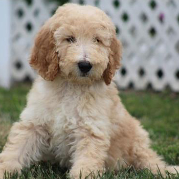 Trent/Poodle/Male/13 Weeks