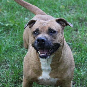 Phoebe/American Staffordshire Terrier/Female/Senior