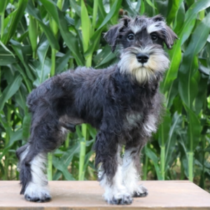 Garrison/Miniature Schnauzer/Male/18 Weeks