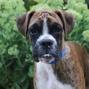 Forbes/Boxer/Male/23 Weeks