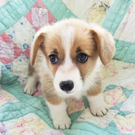 Heston/Pembroke Welsh Corgi/Male/8 Weeks
