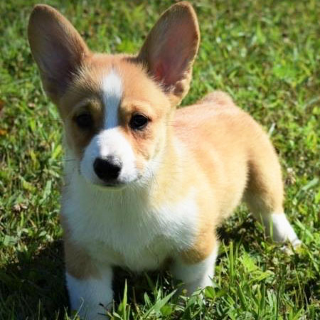 Clifford/Pembroke Welsh Corgi/Male/12 Weeks