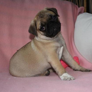 Rosie/Pug/Female/10 Weeks