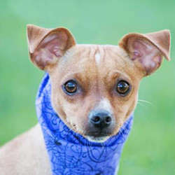 Adopt a dog:Pepito/Chihuahua Mix/Male/Adult,This is Pepito. He is a small, 1.5-year-old Chihuahua/terrier mix with all the love in the world to give to someone. He hasseparation anxiety and is a nervous fellow but is working on all those items. He goes to SHY DOG class and doggie daycare at Kudos 2 Canines, and it would be helpful if he could keep attending. Pepito needs to be in a home with a person who works from home or is retired. If you have another small dog that's even better! He loves to play with my foster's dog.