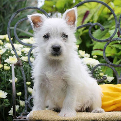 Celeste/West Highland White Terrier/Female/17 Weeks,Celeste is a charming West Highland Terrier puppy. She is family raised with children and super friendly. This tiny little girl is up to date on vaccinations and has been vet checked. Celeste comes with a 30-day health guarantee provided by the breeder and she can also be registered with the ACA. Don't miss out this lovable girl, she will make a wonderful companion!