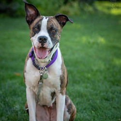 Adopt a dog:Sookie/Boxer /Female/6 years,Say hello to Sookie! She is in search of a forever home! Sookie is 6 years old and SO well behaved! she is smart as a whip and everyone that meets her says, “Wow! That girl is SMART!”. She knows all of her commands, she sits patiently before meal time, is a good listener, and is very intuitive to her people. She's also potty trained and not destructive when left with free roam of the house.