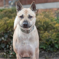 Adopt a dog:Max/Mixed Breed/Male/Adult,
