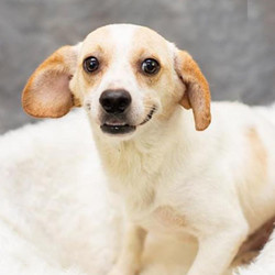 Adopt a dog:Hilton/Beagle / Chihuahua Mix/Male/Adult,Hilton is a 1-2-year-old male Beagle/Chihuahua mix, 21 lbs. He is an active and talkative boy who is good with other dogs. He does NOT do crating and gets frantic to get out. Hilton would a well-fenced yard and room to romp. Not a good candidate for an apartment since he can be so talkative.He wants to be adopted into loving and responsible homes where he will get lots of attention, love and care, and never again have to be miserable from fleas and all of the inclement weather he has endured living outside.