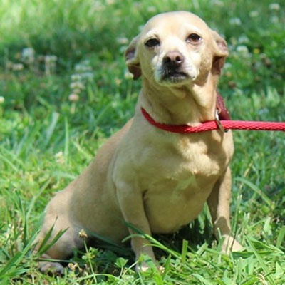 Hansel/Chihuahua Mix /Male/Adult Adopt a dog:Hansel/Chihuahua Mix /Male/Adult,Hansel is an 8-year-old Chihuahua mix who came to us from a hoarding situation in which one person had over 50 Chihuahuas. You can imagine how little attention any one of them received. Each had to compete for it. So, when we brought Hansel into our rescue, it took him a while to realize that all the attention we were giving him was actually for him! Hansel also came to us with a cherry eye, a minor problem that our vet corrected. He weighs only 13 pounds and would probably do best in a quieter home without small children. He's a love of boy who deserves a fine home.