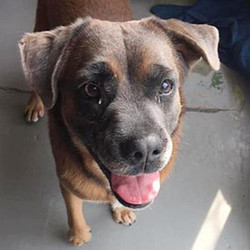 Adopt a dog:Frank/Hound Mix/Male/Adult,Frank is a handsome, shy type. One of his favorite pastimes is bubbles. He is very food motivated, so he can be taught a solid number of commands if you bring the treats. Keeping his paws on the floor is one thing he is working on now. he'll do well in a home with time to spend helping him come out of his shell.Come visit and spend some time with Frank, he will make a wonderful companion!