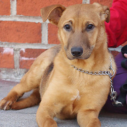 Adopt a dog:Rex von Renchen/German Shepherd Dog Mix/Male/Adult,Rex von Renchen is the most adorable 6-month-old Shepherd mix. Coming from a farm community, this cute-as-pie lad is on the shy side at our busy city kennel and when meeting new people. He liked to follow his person around in a temporary foster home, was housebroken, and enjoyed playing with his doggy toys. Rex is currently sharing a run with a female dog and likes to cuddle up with her. In canine playgroups he has done well around other dogs, preferring easygoing ones. Rex is looking for a home where he can not only finish growing in size but also one that gives him time to adjust and can guide him to grow in confidence. When connected to his people, Rex is the sweetest of sweet and would add a lot of goodness to a kind and loving home.