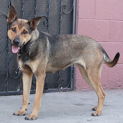 Adopt a dog:Moonlit von Mond/German Shepherd Dog Mix /Male/Adult,Moonlit von Mond is a delightful, 2-year-old, smaller Shepherd mix. Sweet Moonlit is indeed a force of nature who listens well and rolls over for belly rubs. She attracts so many people with her peppy attitude and loving demeanor, and those perfectly-pointed ears just top off an already adorable package. Moonlit walks well on a leash and is always excited to spend time with you. She is definitely people-oriented versus dog-oriented, to the extent that, if another dog approaches her, she lets them know to stay out of her space. Our mid-energy, well-mannered girl displays some apprehension in new situations but, once comfortable, she settles in. Both very smart and house-trained, Moonlit tends to be protective of those she loves. She will thrive with a patient, caring owner who is home most of the time -- one who will not coddle her but rather set boundaries from the start; to build her confidence and teach her that she need not be so protective of her human family.