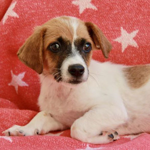 Pirate/Jack Russell Terrier / Spaniel Mix/Male/Puppy
