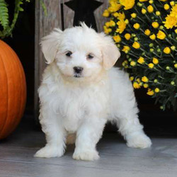 Aaron/Maltese/Male/15 Weeks,Meet Aaron, a bouncy, fun Maltese puppy. This pup is vet checked, up to date on vaccinations and dewormer plus comes with a health guarantee provided by the breeder. And, Aaron can be registered with the ACA. To be this fluffy pups forever home, call the breeder today!