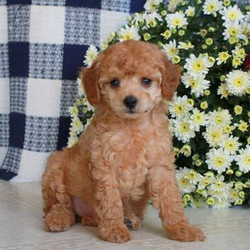 Rae/Poodle/Female/14 Weeks,Raeis a cuteToy Poodle puppy that is ready to be your best friend! This lovable little gal has been vet checked, is up to date with vaccines and wormer and comes witha 30 day health guarantee provided by the breeder. To welcome Raeinto your loving heart and home, please contact the breeder today to arrange a visit!
