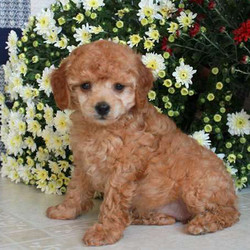 Rae/Poodle/Female/14 Weeks,Raeis a cuteToy Poodle puppy that is ready to be your best friend! This lovable little gal has been vet checked, is up to date with vaccines and wormer and comes witha 30 day health guarantee provided by the breeder. To welcome Raeinto your loving heart and home, please contact the breeder today to arrange a visit!