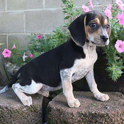 Casey/Beagle/Female/19 Weeks,Casey is an adorable Beagle puppy with large eyes and cute floppy ears. This pup is being raised with children and is used to other animals too. Casey is not only up to date on vaccinations and dewormer, but she is also microchipped and comes with a 30-day health guarantee provided by the breeder. To meet this sweet little girl, contact the breeder today!