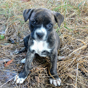 Callie/Mixed Breed/Female/Puppy Adopt a dog:Callie/Mixed Breed/Female/Puppy ,Callie is an adorable little mixed breed puppy around 8 weeks old, she will probably grow up to be a smallish medium-sized dog and she is very energetic when she's awake. She will need a home with a fenced yard so she has plenty of room to run around and we ask for veterinary references.Callie is a happy and healthy girl, she will be spayed when she's 6 months old, which will be mailed to her new family. Hurry! She can't wait to mee you!