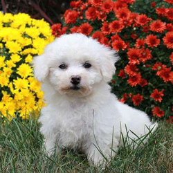 Louie/Bichon Frise/Male/13 Weeks,Louie is a bubbly and lovable Bichon puppy. This pup is vet checked, up to date on shots and wormer plus the breeder provides a 30-day health guarantee for him. Louie's parents are both on the Stoltzfus Family premises. Hurry! He can't wait to meet his new family!