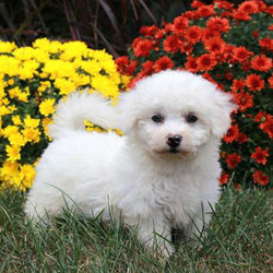 Louie/Bichon Frise/Male/13 Weeks,Louie is a bubbly and lovable Bichon puppy. This pup is vet checked, up to date on shots and wormer plus the breeder provides a 30-day health guarantee for him. Louie's parents are both on the Stoltzfus Family premises. Hurry! He can't wait to meet his new family!