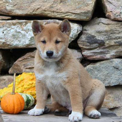 Frankie/Shiba Inu/Male/12 Weeks,Frankie is an attractive Shiba Inu puppy who is being raised around children and has an outgoing personality. Frankie is vet checked, up to date on vaccinations and dewormer plus he can be ACA registered and the breeder provides a health guarantee. To welcome this wonderful pup into your family, call the breeder today!