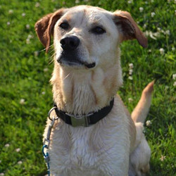 Adopt a dog:Bobby/Labrador Retriever / Shepherd Mix/Male/Adult,Meet Bobby.He is a neutered male 4-5-year-old lab and terrier mix. He weighs about 40 pounds.Bobby is great with most other dogs. He rides great in the car and is housebroken.Bobby loves "his" people. But will need a managed home that will continue to work on his behavioral needs.At this time, Bobby can not go to an active home with any children.Please email to find out more and to set up an appointment to meet Bobby.
