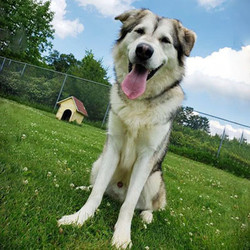Adopt a dog:Dakota/Husky / Great Pyrenees Mix/Male/Adult ,This big lug is Dakota! He weighs in at right around 100 pounds!Dakota is a Husky/Great Pyrenees mix. He is good with some dogs but would do best in a home with no cats or young kids. Dakota lived most of his life before the shelter as an outdoor dog. He is eager to find his happily ever after with a comfy couch to live his best life! Don't miss out!