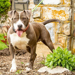 Adopt a dog:Jager/ Pit Bull Terrier /Male/Adult,Jager, at 4 years old, has lots of energy. He especially loves walking, running or hiking with his family. A yard for racing around and chasing toys will make him very happy. Too tired for that much exercise? Invite Jager to join you on the sofa. He'll love the snuggling for as long as you wish. He loves to chew, so he'll need lots of toys and bones to keep him busy.Jager is a smart boy who knows some basic commands. He has good house manners, although he will sample any food within his reach. He is house trained and good on a leash, pulling only occasionally. Jager would benefit from additional basic training. He is a happy boy who wants to please. As he is quite a food motivated and loves attention and praise, he will be a breeze to train.He needs to be the only pet in his new home. Also, we prefer to adopt him to a home with no small children.Jager has lots of love to give. All he asks for is a family who will share their lives with him and love and care for him forever.