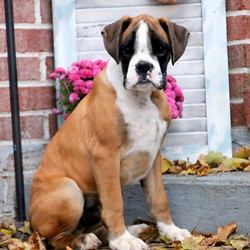Survivor/Boxer/Male/18 Weeks,Survivor is a sweet Boxer puppy who has been family raised with children. This sharp looking guy is vet checked, up to date on vaccinations and comes with a 6-month genetic health guarantee provided by the breeder. The survivor can be registered with the AKC and his mother is Riehl's family pet. If you are looking for a well-socialized pup with a sturdy frame than look no further! To bring this boy into your family, contact the breeder today!
