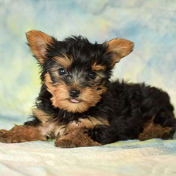 Nash/Yorkshire Terrier/Male/14 Weeks,Nash is a cute, friendly Yorkshire Terrier puppy who is being family raised and is well socialized. He can be registered with the ACA, is up to date on vaccinations and dewormer plus the breeder provides a health guarantee. To meet Nash, call the breeder today!