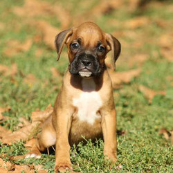 Tucker/Boxer/Male/12 Weeks,Tucker is a friendly Boxer puppy with a sweet personality. This fun-loving fella is vet checked and up to date on shots and wormer. He can be registered with the AKC, plus comes with a health guarantee provided by the breeder. Tucker is very outgoing and is ready to bounce his way into your heart and home. To learn more about this charming pup, please contact the breeder today.